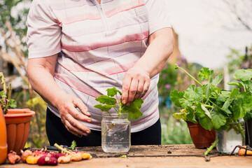 An elderly woman in light clothes of European appearance looks after a green young plant outdoors at an old working wooden table with flower pots. Plant care concept