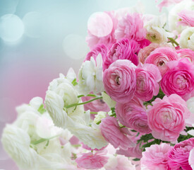 Pink and white ranunculus flowers