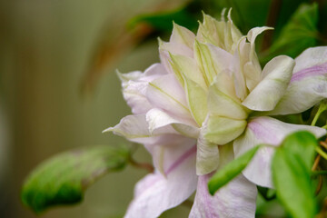The delicate flower of the white Clematis close-up.