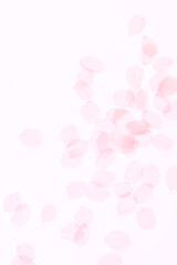 Obraz premium ソメイヨシノ