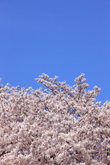 青空と桜