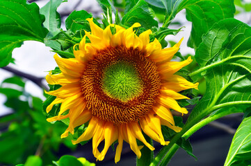 sunflower on a green background