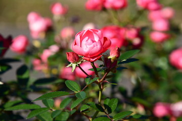 ピンク系のばら
