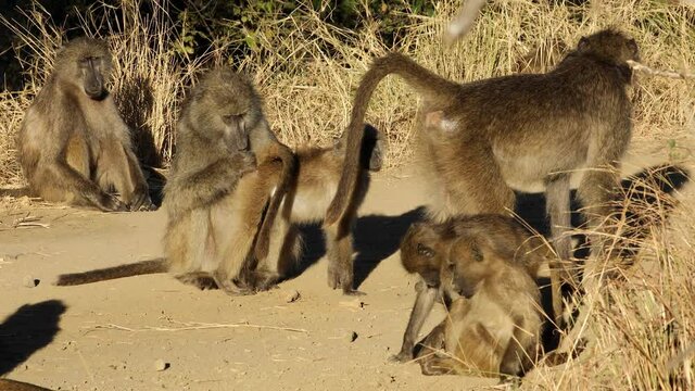 Chacma baboon (Papio ursinus) family basking in the sun, Kruger National Park, South Africa