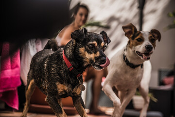 Adopted puppies enjoy an incredible summer in the city of Spain. The beach, the sun and the breeze are the perfect idea to take a walk.
