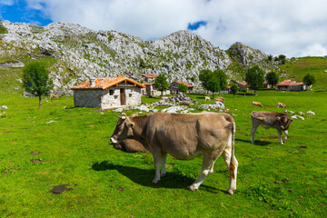 Majada de Belbín, Picos de Europa National Park, Asturias, Spain, Europe