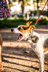 This star of the dog world is waiting to be the image of a brand of dog food.