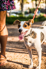 This star of the dog world is waiting to be the image of a brand of dog food.