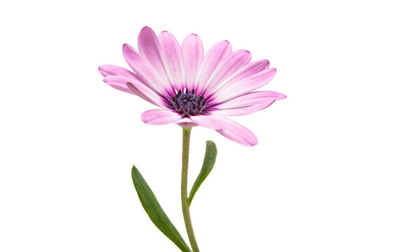 Osteospermum Daisy or Cape Daisy Flower Flower
