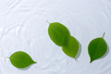 水に浮かぶ新緑の葉っぱ