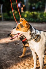 Adopted puppies enjoy an incredible summer in the city of Spain. The beach, the sun and the breeze are the perfect idea to take a walk.