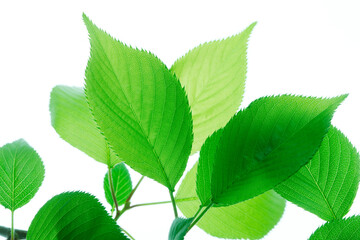 Fototapeta premium 新緑の葉っぱ