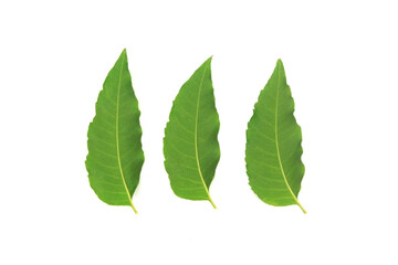 Three back side neem leaf isolated on white background.