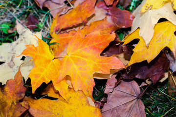 Autumn leaves on the ground. nature, maple, autumn, leaf, leaves, fall, yellow, season, tree, red, orange, color, foliage, brown, colorful, texture, forest, seasonal, plant, october, dry, abstract, br