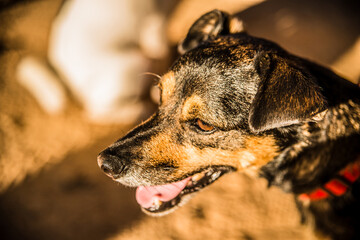 Adopted puppy enjoy an incredible summer in the city of Spain sitting in the street chairs with beach, sun and lots of fun is allowed to take pictures like a star of the commercials for dogs.