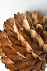dried leaves