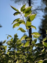 green leaves against the sky