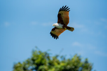 Brahminy Kite,red backed sea eagle,haliastur indus