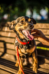 Adopted puppy enjoy an incredible summer in the city of Spain sitting in the street chairs with beach, sun and lots of fun is allowed to take pictures like a star of the commercials for dogs.