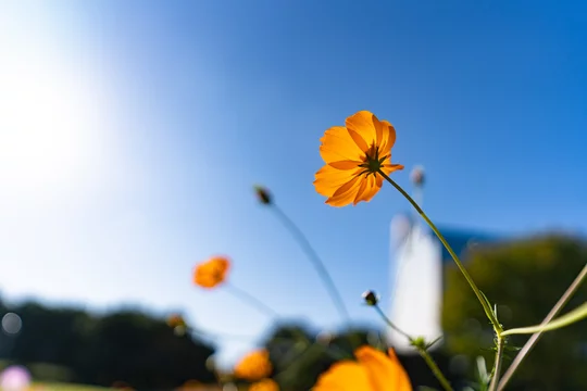 Kosumosu Images – Browse 44 Stock Photos, Vectors, and Video