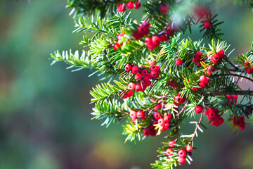 赤い実を付けた常緑針葉樹のイチイ
