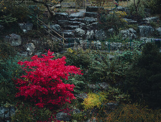 A variety of colours dominated by a red tree in the Japanese Gardens in Avenham Park, Preston, UK