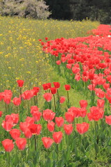 Fototapeta premium 愛媛県フラワーパーク大洲 チューリップ畑 