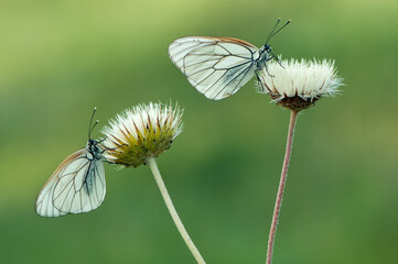 two butterflies Aporia crataegi butterflyrus sits on a summer morning on a flower