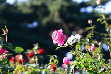 ピンク系のばら