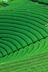 Fototapeta premium 和束の茶畑