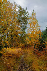 Fototapeta premium chemin en automne dans les Vosges