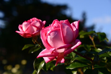 ピンク系のばら