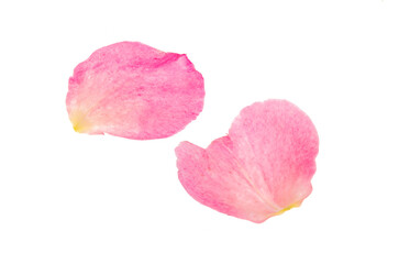pink rose petals isolated