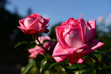 ピンク系のばら