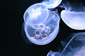 群れで泳ぐ美しいミズクラゲと触手