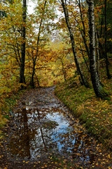 chemin en automne dans les Vosges