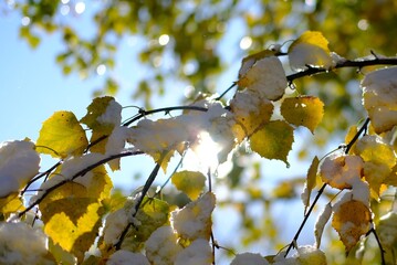 yellow leaves in autumn