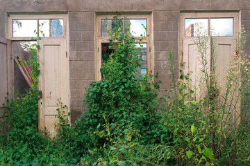 The wall in the room of an abandoned wrecked house with empty windows and doorway overgrown with green ivy and plants