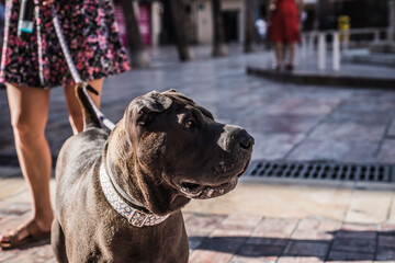 A dog Shar Pei visiting Malaga one of the most charming cities of Andalusia in Spain. with a perfect sunny day and good dog company.