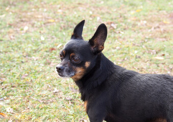 Portrait of an old dog of the Chihuahua breed against the background of autumn grass