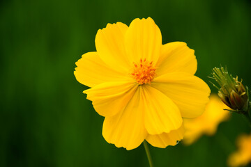 Cosmos Caudatus is a yellow flower native to Latin America and West Indies in Trawas, Mojokerto,...