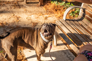 A dog Shar Pei visiting Malaga one of the most charming cities of Andalusia in Spain. with a perfect sunny day and good dog company.