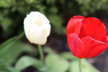 Naklejka premium Tulip buds close up