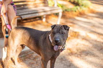 A dog Shar Pei visiting Malaga one of the most charming cities of Andalusia in Spain. with a perfect sunny day and good dog company.