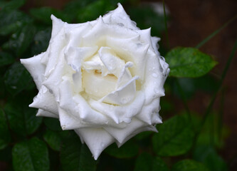 White colored rose shot alone in the garden