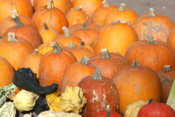 Colorful ornamental pumpkins, gourds and squashes in the street for Halloween holiday.
