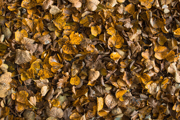 Autumnal fallen leaves background. Imperfect lime tree and oak leaves texture with copy space.