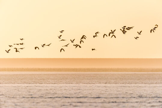 A group of northern lapwings is flying over a frozen farmland during sunset in winter in The Netherlands.