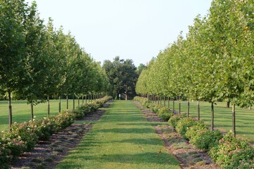 The beautiful country landscape thought the small trees.