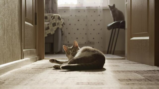 Cat funnily waves his paw in a say hello or high-five manner and look into the camera
